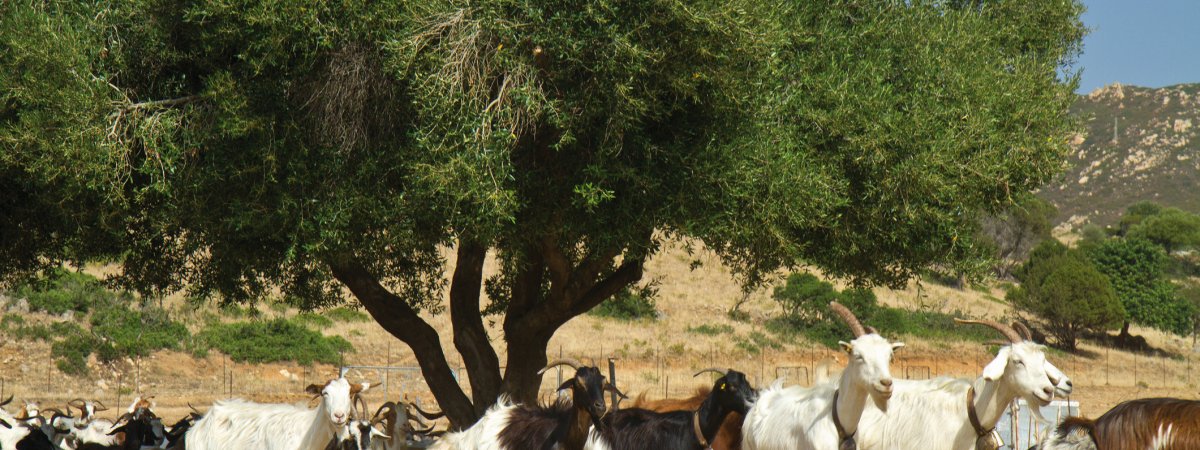 Ziegenherde auf Sardinien © lsantilli-shutterstock.com/2013