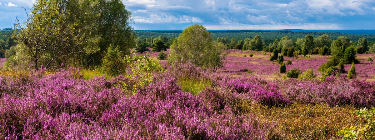 Die Lüneburger Heide in voller Blüte &copy; Jørgson Photography - stock.adobe.com