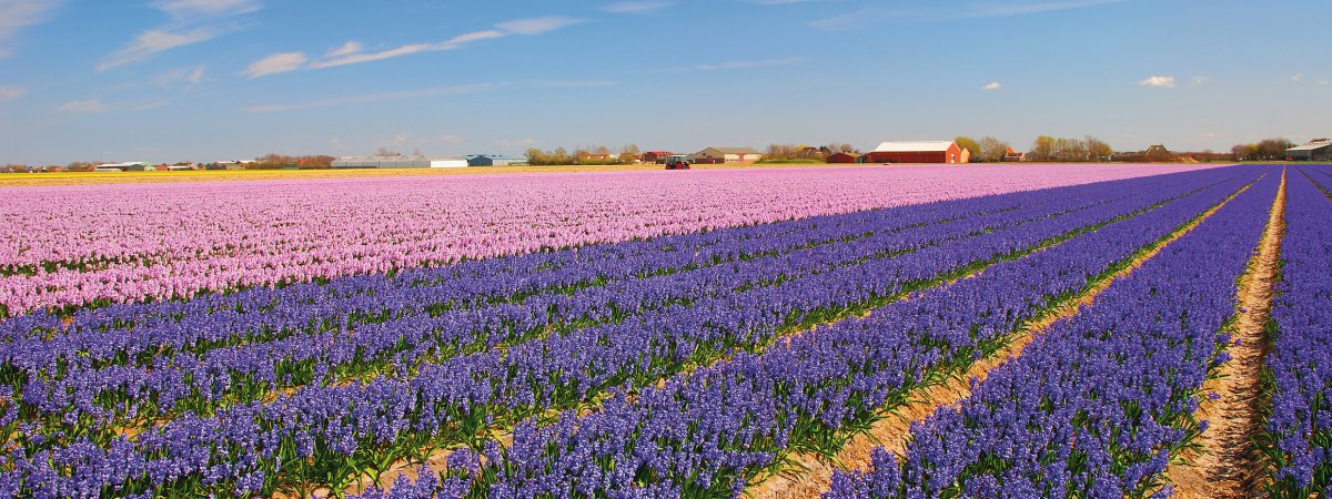 Blumenfelder bei Lisse &copy; Peter Eckert
