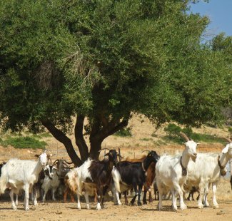 Ziegenherde auf Sardinien © lsantilli-shutterstock.com/2013