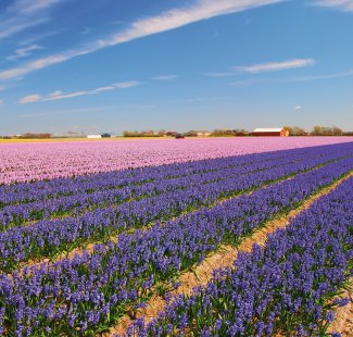 Blumenfelder bei Lisse &copy; Peter Eckert